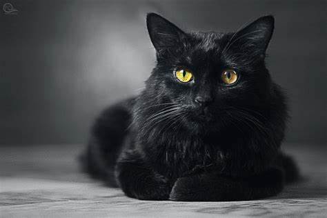 O Gato preto de olho nos fatos