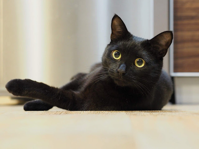 O Gato Preto Define como serão chanados os Três Grupos Políticos de Guamaré: Direita, Esquerda e Canhota