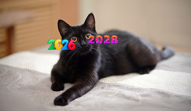 O Gato Preto: “A política é capaz de fatos inimagináveis!”