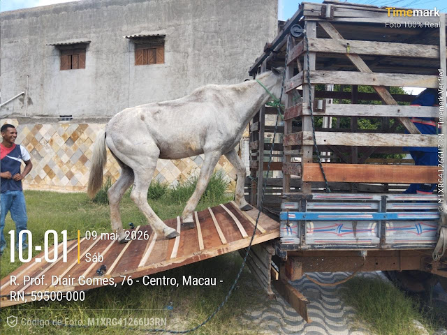 Macau inicia apreensão de animais soltos nas ruas após decreto e cobrança da população